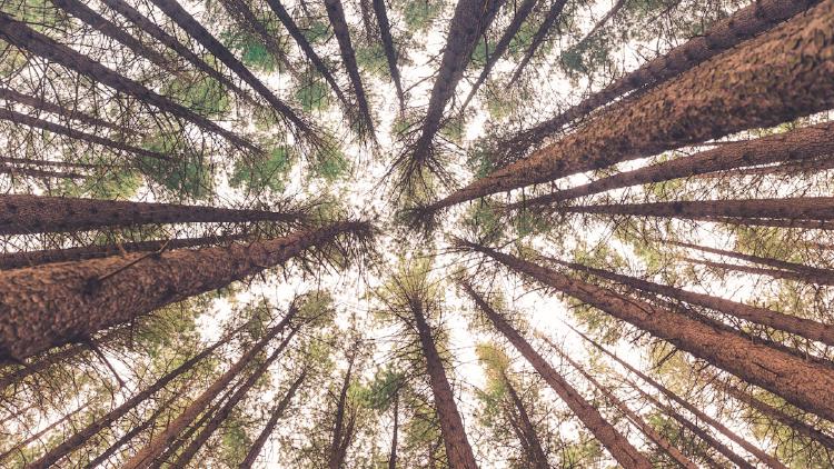 Building Your First AI Agent: A Step-by-Step Introduction