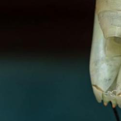 Switching from Midjourney to FLUX