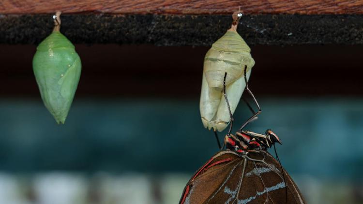 Switching from Midjourney to FLUX