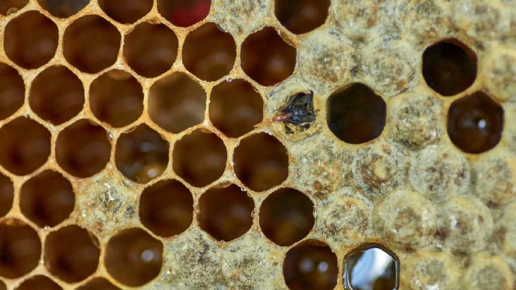 Arcee Trinity: Open-Source 400B Reasoning Agent