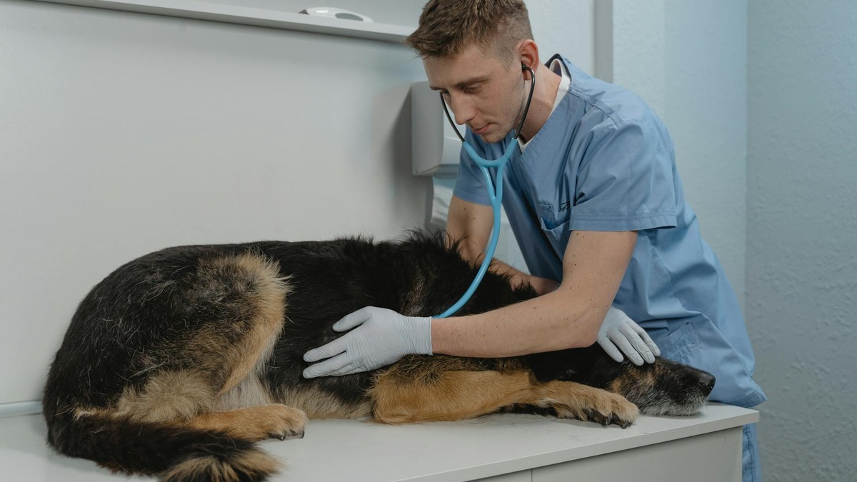 A dog receiving veterinary treatment