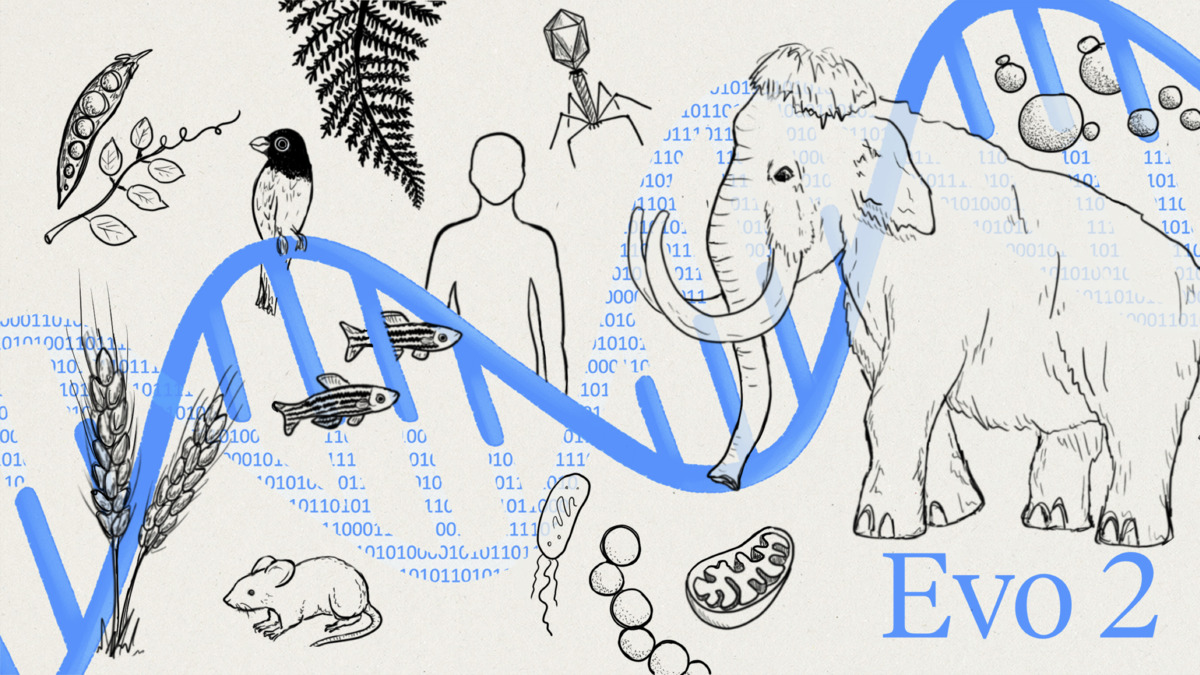 Evo 2 spans every domain of life - from bacteria and archaea to plants, fish, mammals, and humans - all linked by a shared DNA language