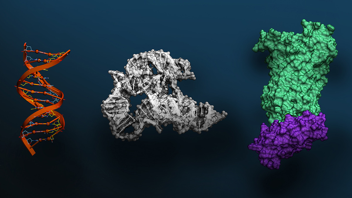 DNA, RNA, and protein structures - the three molecular layers Evo 2 reasons over simultaneously