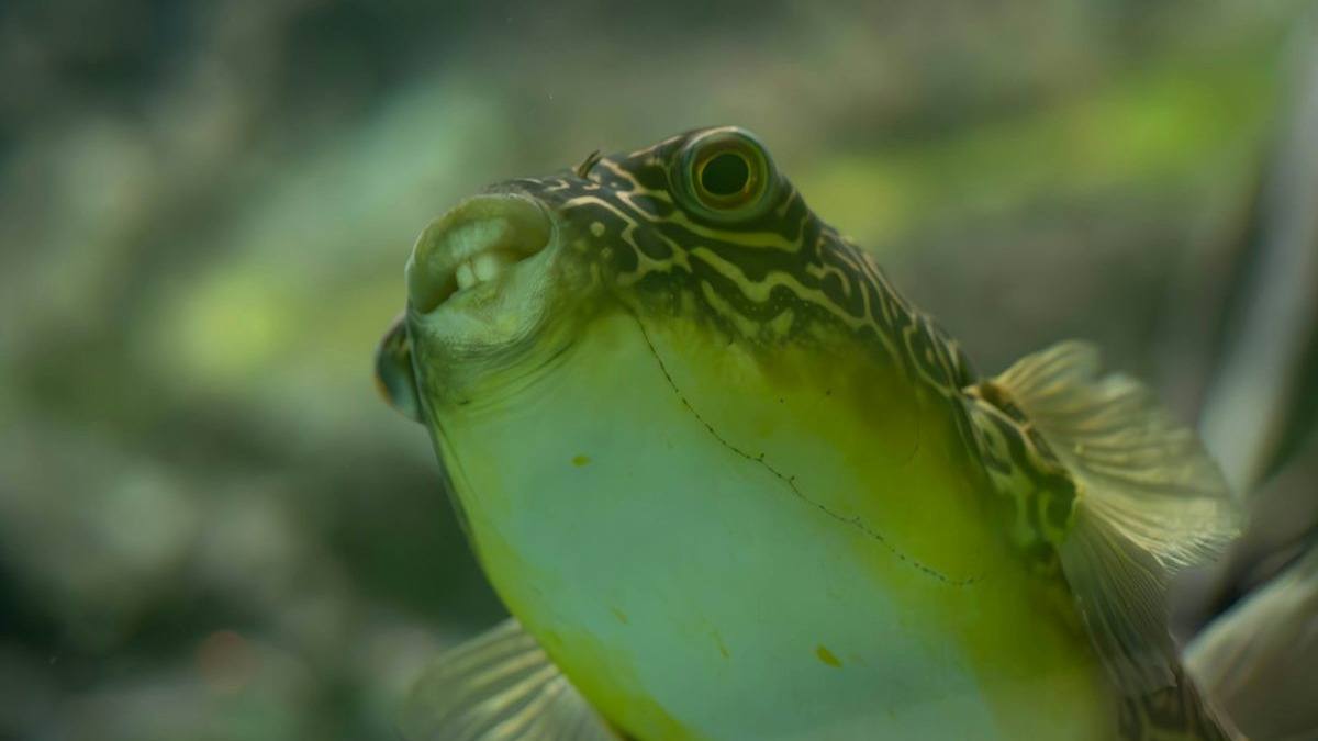 A pufferfish swimming in clear water