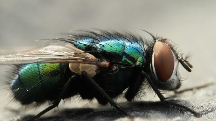 Firefox 150: Claude Found 271 Bugs, 3 Got Credits