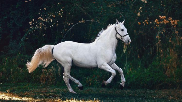 Alibaba's HappyHorse Claims Video AI Crown - No Weights Yet