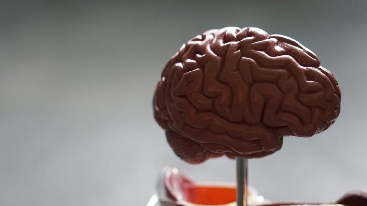 Meta TRIBE v2 Predicts Brain Activity From Any Media