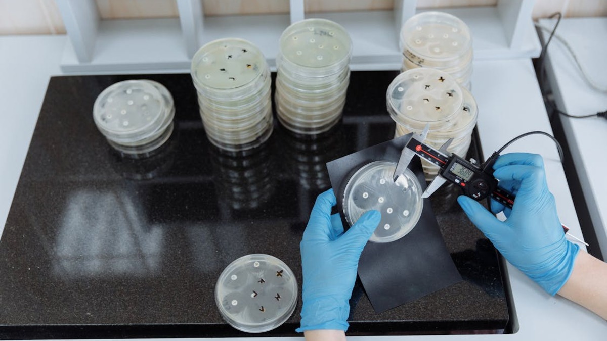 Researcher examining petri dish samples in a pharmaceutical laboratory