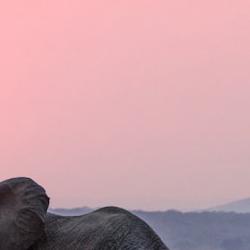 OpenRouter Drops a Free 100B Stealth Model With 256K Context