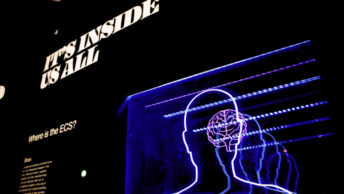 A neon display of a human head and brain illuminated in blue and red light