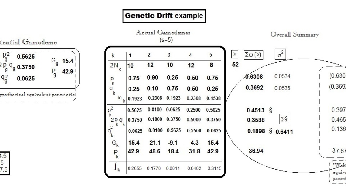 Genetic drift visualization - allele frequencies converge by chance across a small population