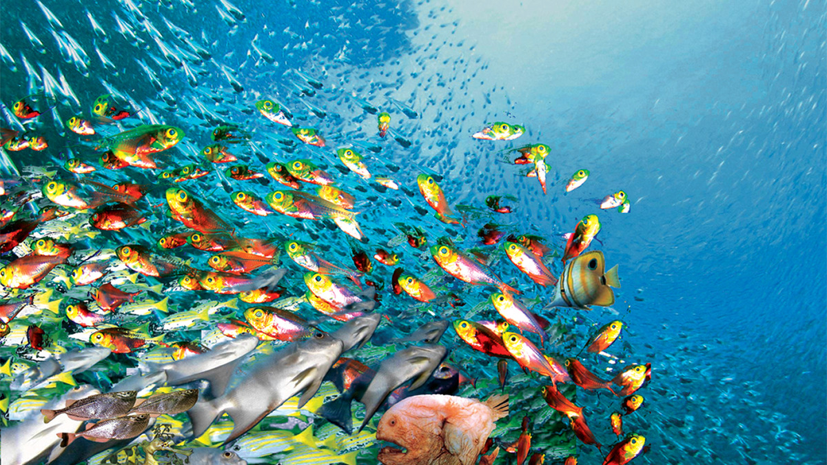 A school of fish exhibiting fusion-fission group dynamics - the same mathematical behavior the paper applies to AI conversation history