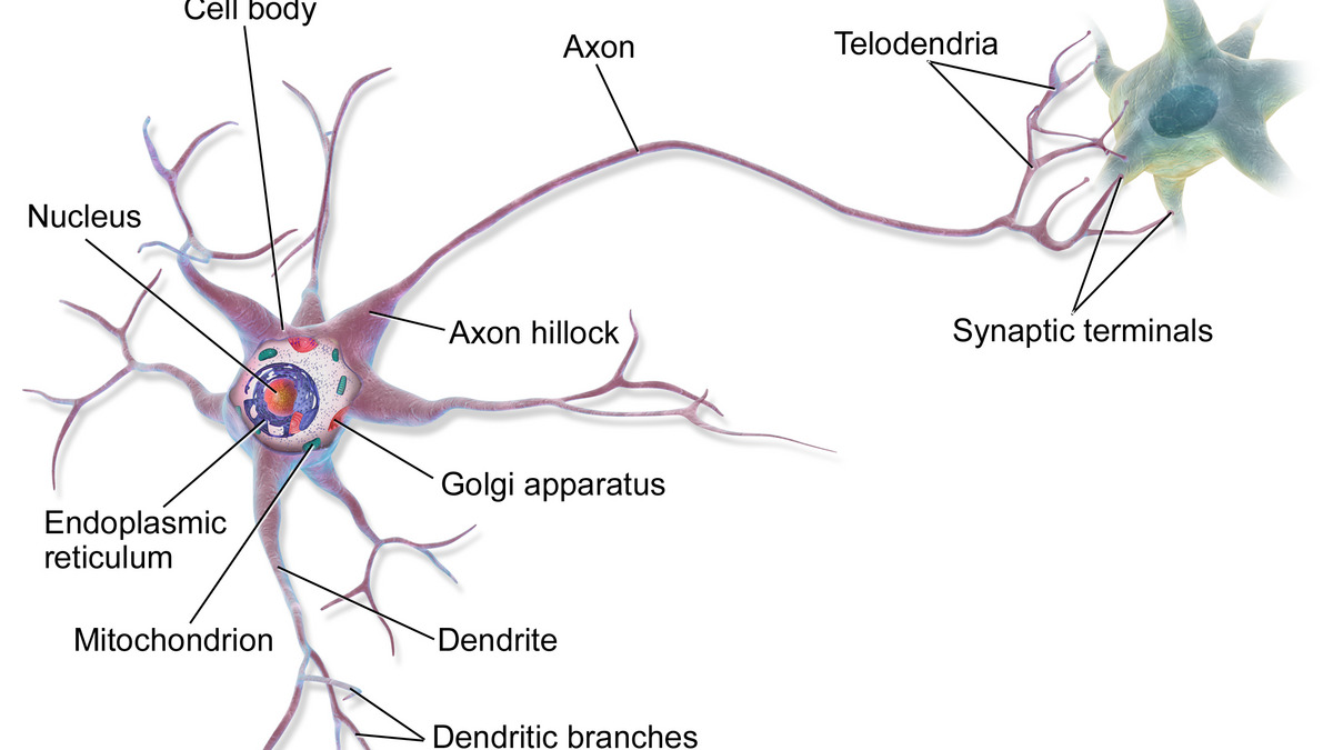 A multipolar neuron, showing the complex branching structures that process information in biological brains